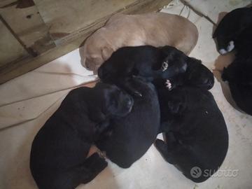 Cuccioli meticci