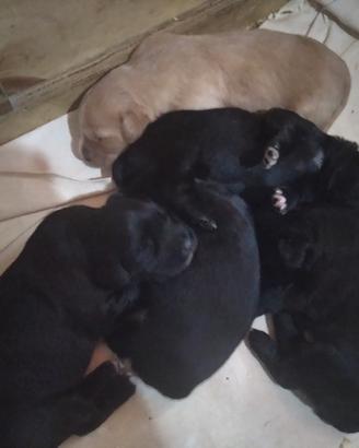 Cuccioli meticci