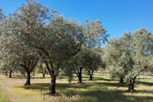 Vigneto piu' oliveto