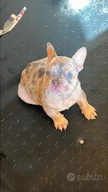Cuccioli di bulldog francese