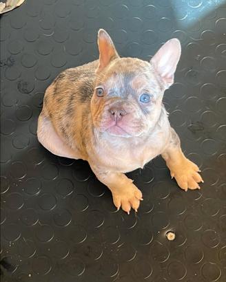 Cuccioli di bulldog francese