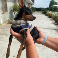 Pinscher Nano