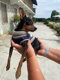 Pinscher Nano