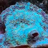 Acquario marino Discosoma