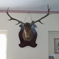 Trofeo di caccia da parete