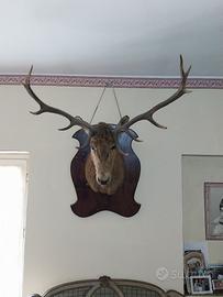 Trofeo di caccia da parete