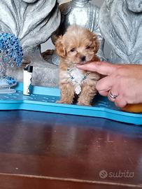 Maltipoo toy