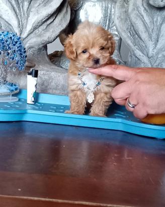 Maltipoo toy