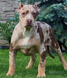 American Bully XXL