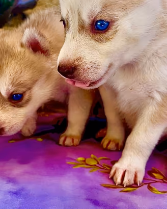 Siberian Husky