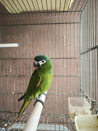 Ara Nobilis Maschio 2023