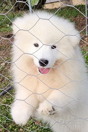 Samoiedo cucciola