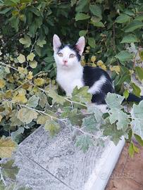 Gattini