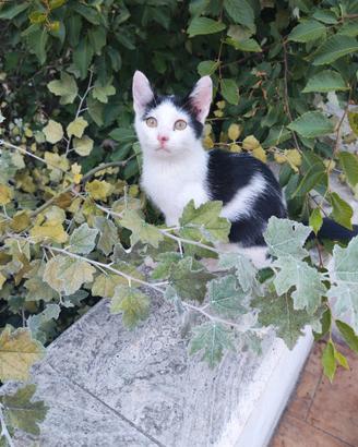 Gattini