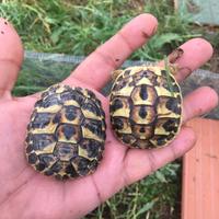 Baby di 2 anni tartarughe hermanni e graeche