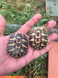 Baby di 2 anni tartarughe hermanni e graeche