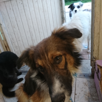 Border collie tricolore