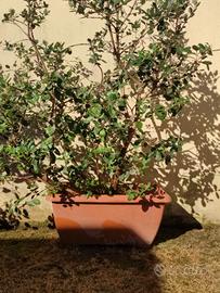 Pianta Feijoa Sellowiana o Guaybo del Brasile 