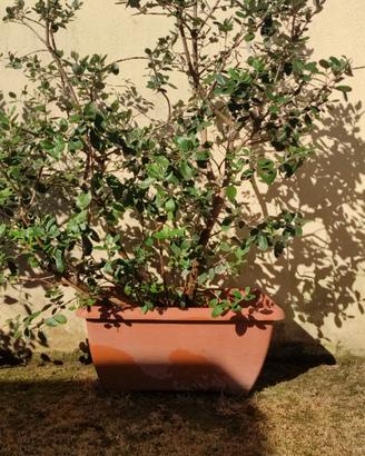Pianta Feijoa Sellowiana o Guaybo del Brasile 