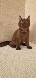 british 