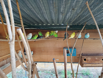 Cocorite coppie novelli