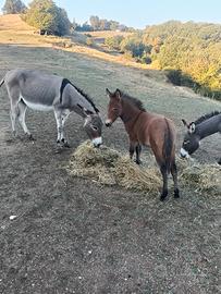 Bardotta incrocio tra pony e asina