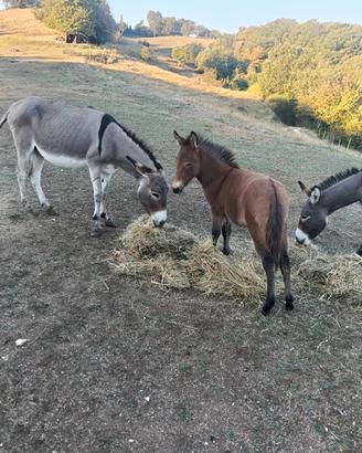 Bardotta incrocio tra pony e asina