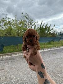 Barboncini mini toy red brown