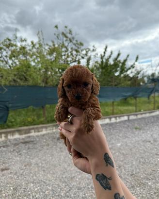 Barboncini mini toy red brown