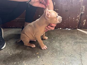 Cuccioli American Pittbul terrier selezionati