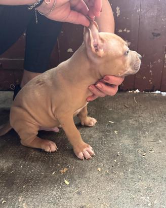 Cuccioli American Pittbul terrier selezionati