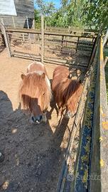 Pony