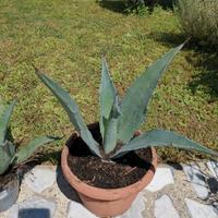 Agave