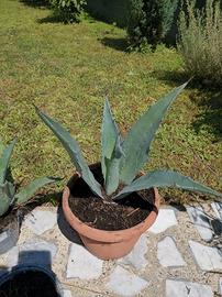 Agave