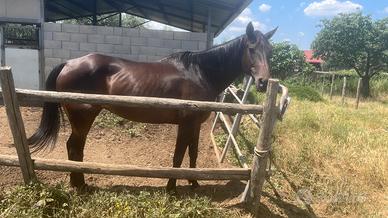 Madre e figlia Quarter horse