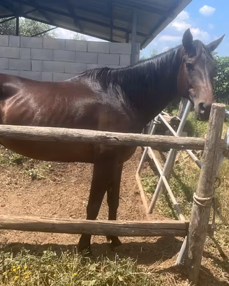 Madre e figlia Quarter horse