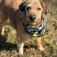 SYRIA, biondina super tenera