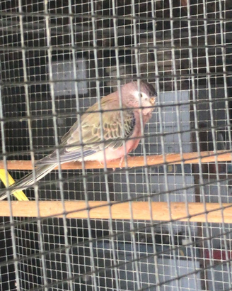 Neofema turchese