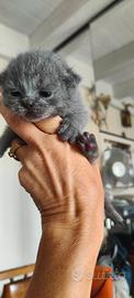 Gattini Scottish Fold&Straight con pedigree AFeF