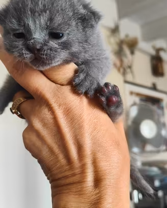 Gattini Scottish Fold&Straight con pedigree AFeF