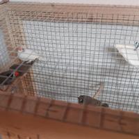 Diamantini varie mutazioni