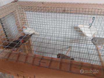 Diamantini varie mutazioni