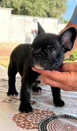 Bulldog francese 