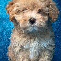 Maltipoo