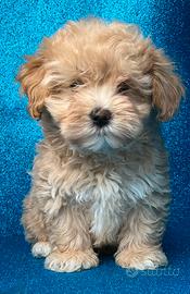 Maltipoo