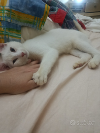 Gatto Siamese bianco dolcissimo