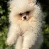 Cuccioli di spitz di pomerania nano