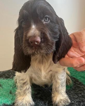 Cuccioli Cocker Spaniel Inglese