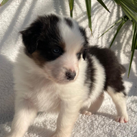 MILKO Cucciolo Pastore Australiano