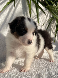 MILKO Cucciolo Pastore Australiano